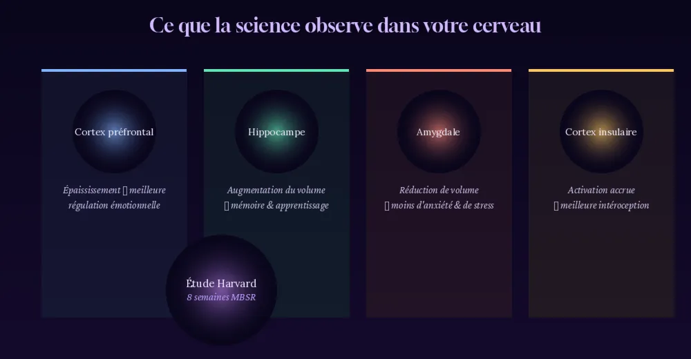 Ce que la science observe dans votre cerveau